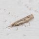 Ellbogenstreifiger Grasznsler (Agriphila geniculea)