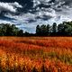 Rotes Feld mit dunklem Wolkenspiel