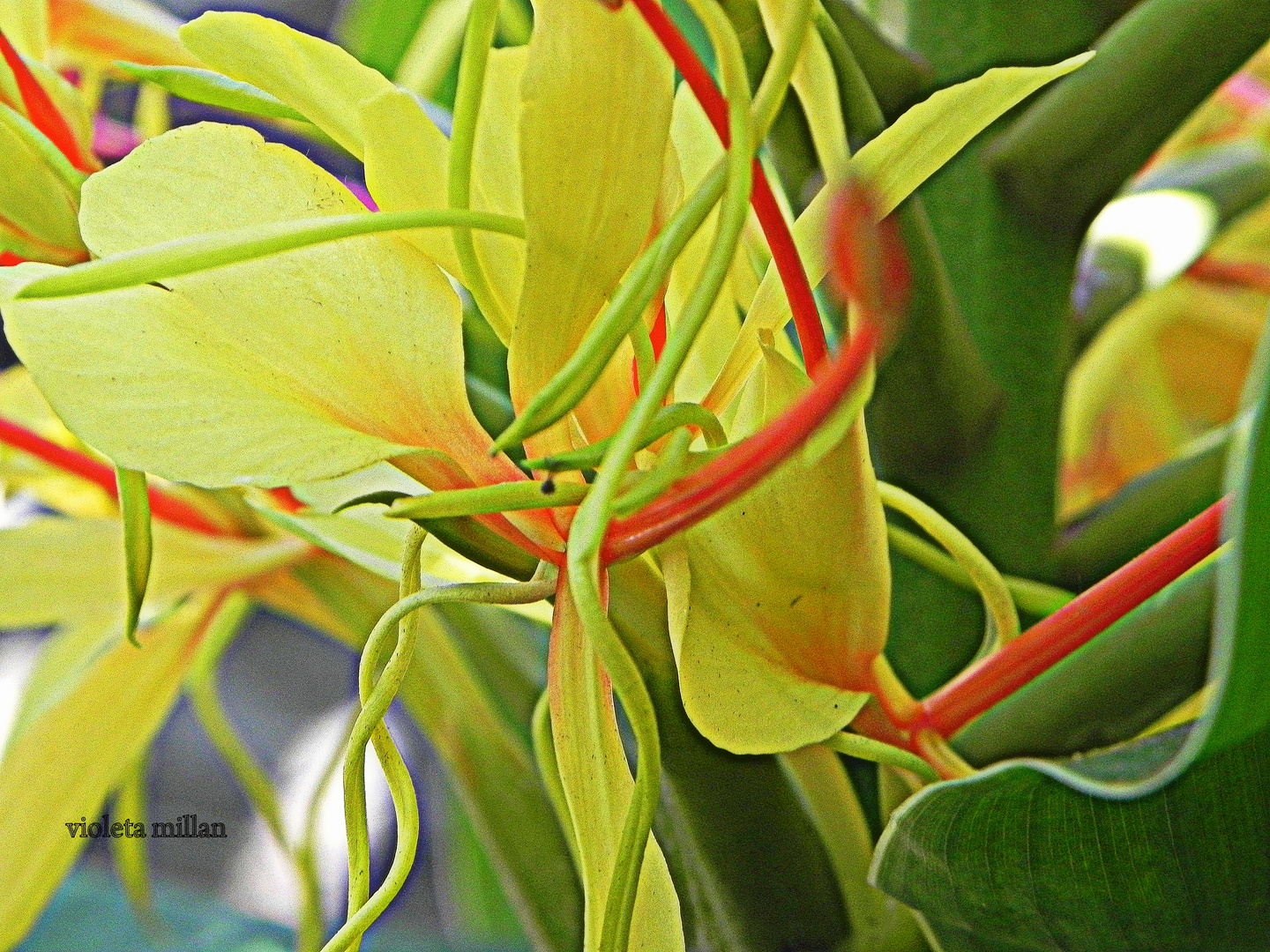 caña de la india,en flor