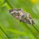 Graubinden-Labkrautspanner (Epirrhoe alternata)