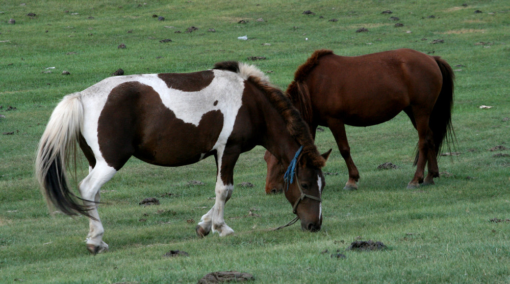 caallos en mongolia