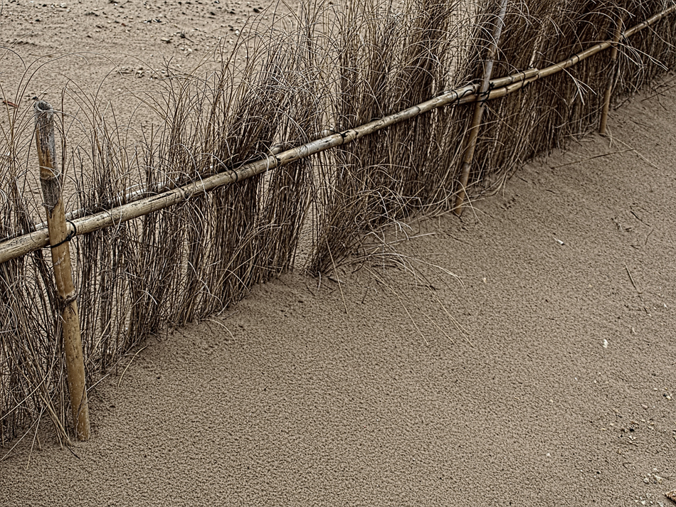 Cañas de recuperación de las Dunas