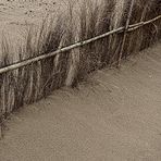 Cañas de recuperación de las Dunas