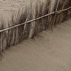 Cañas de recuperación de las Dunas