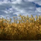 cañas y nubes