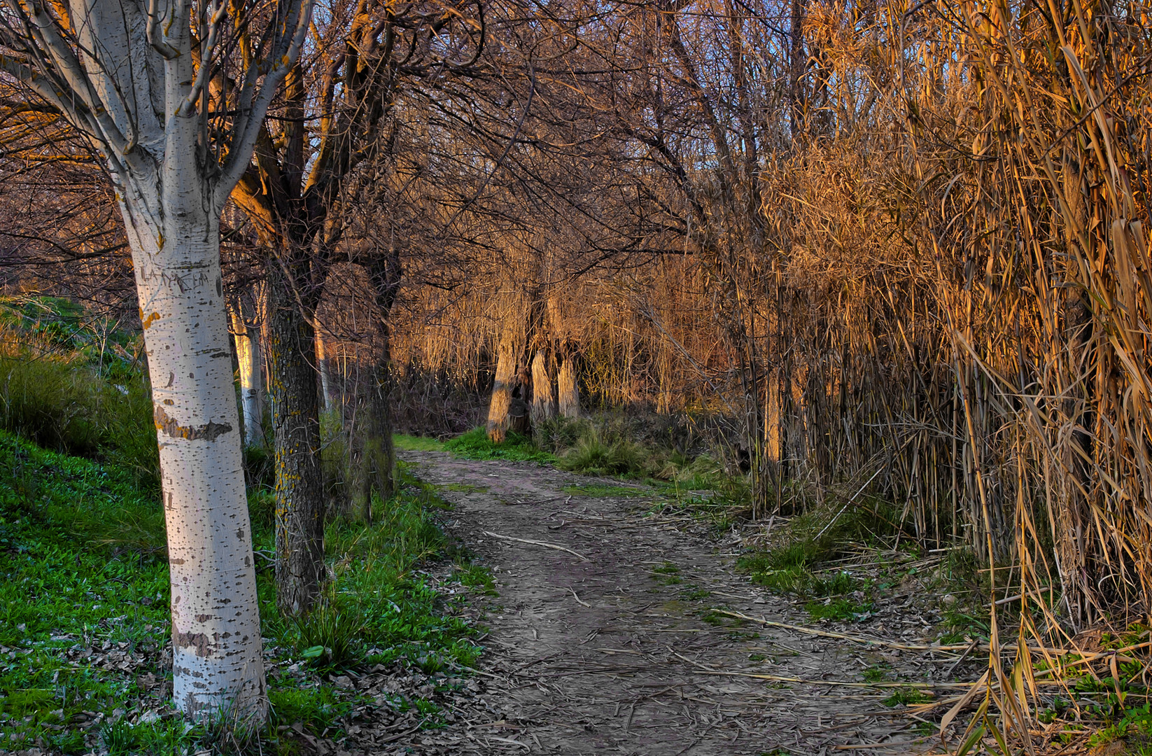 CAÑAVERALES A LA ORILLA DEL RÍO.