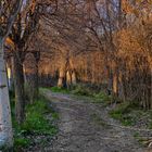 CAÑAVERALES A LA ORILLA DEL RÍO.