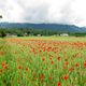 Mohn im Kornfeld