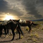 Cabalgando en Potrerillos