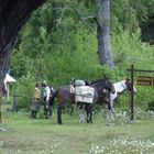 Cabalgando juntos