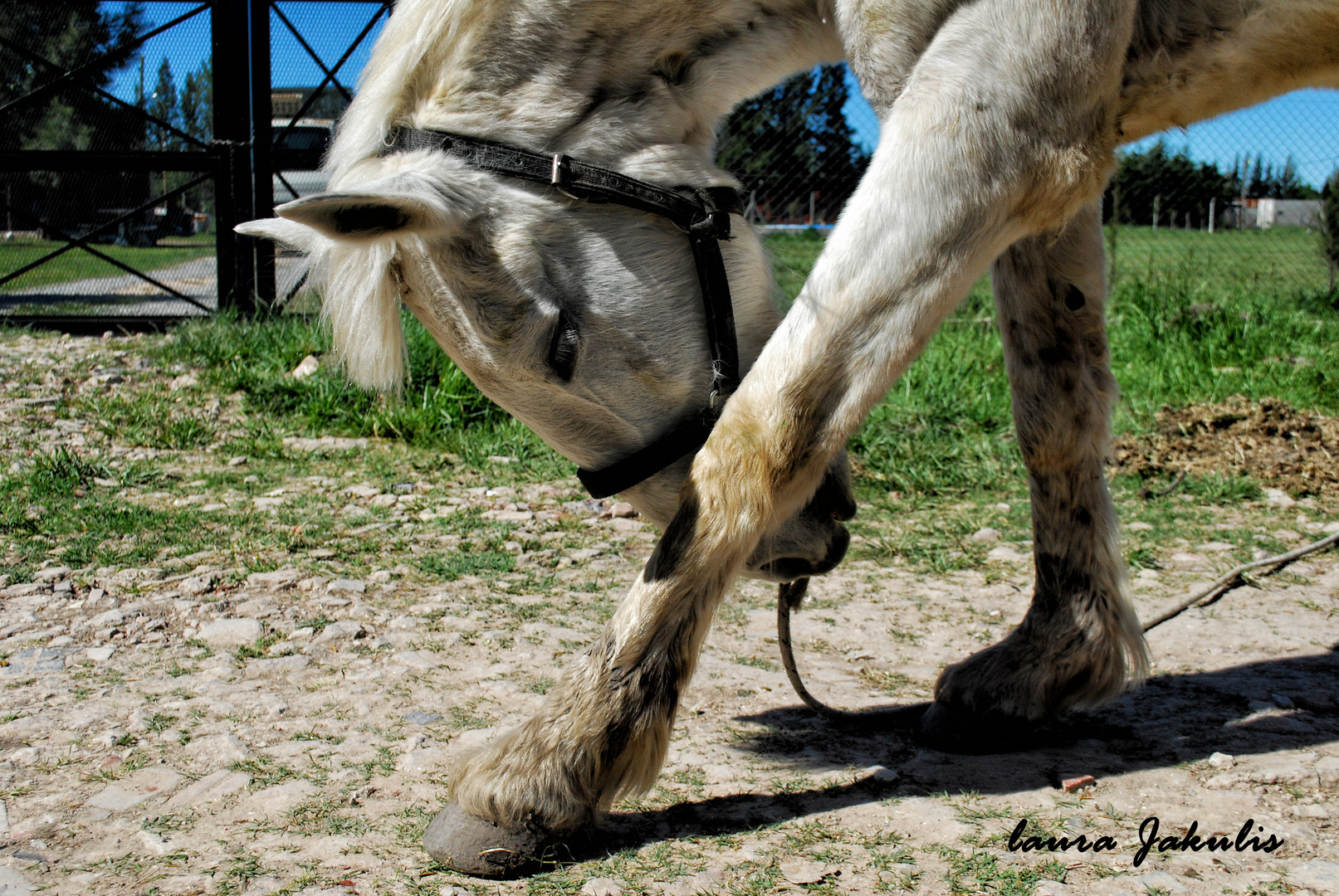 caballito blanco