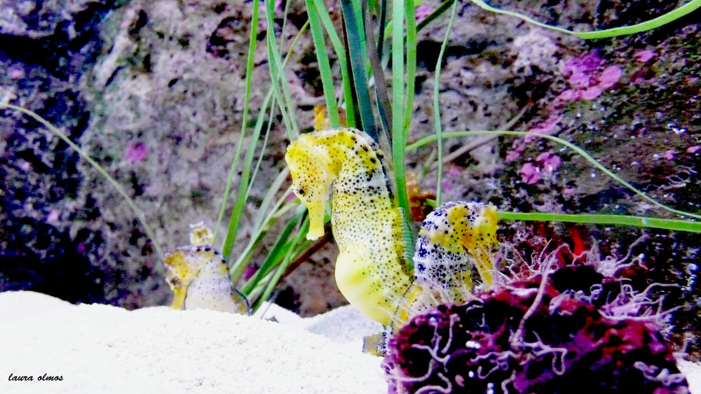 Caballito de mar