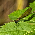 Caballito del diablo (calopteris virgo hembra)