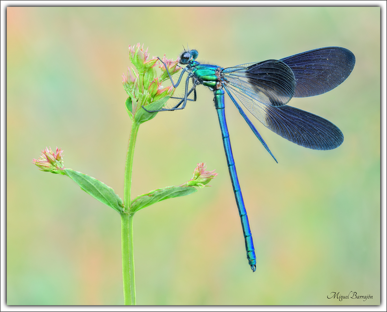 Caballito del diablo (Calopteryx xanthostoma)