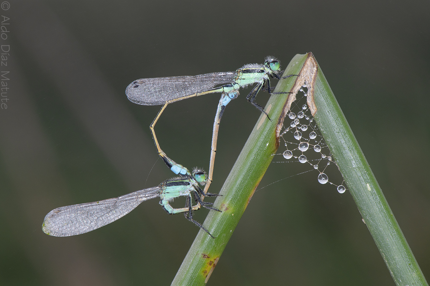 Caballito del diablo - Zygoptera