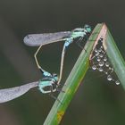 Caballito del diablo - Zygoptera