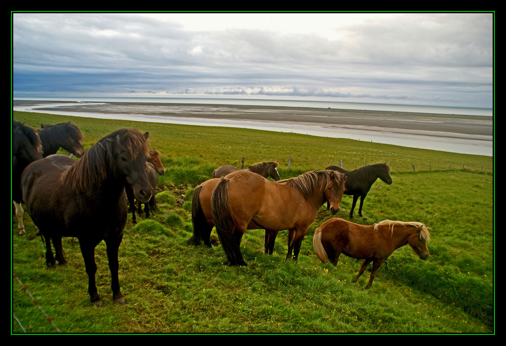 Caballitos