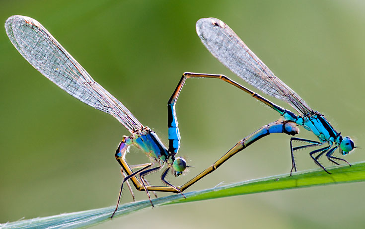 Caballitos del diablo.