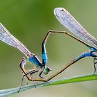 Caballitos del diablo.