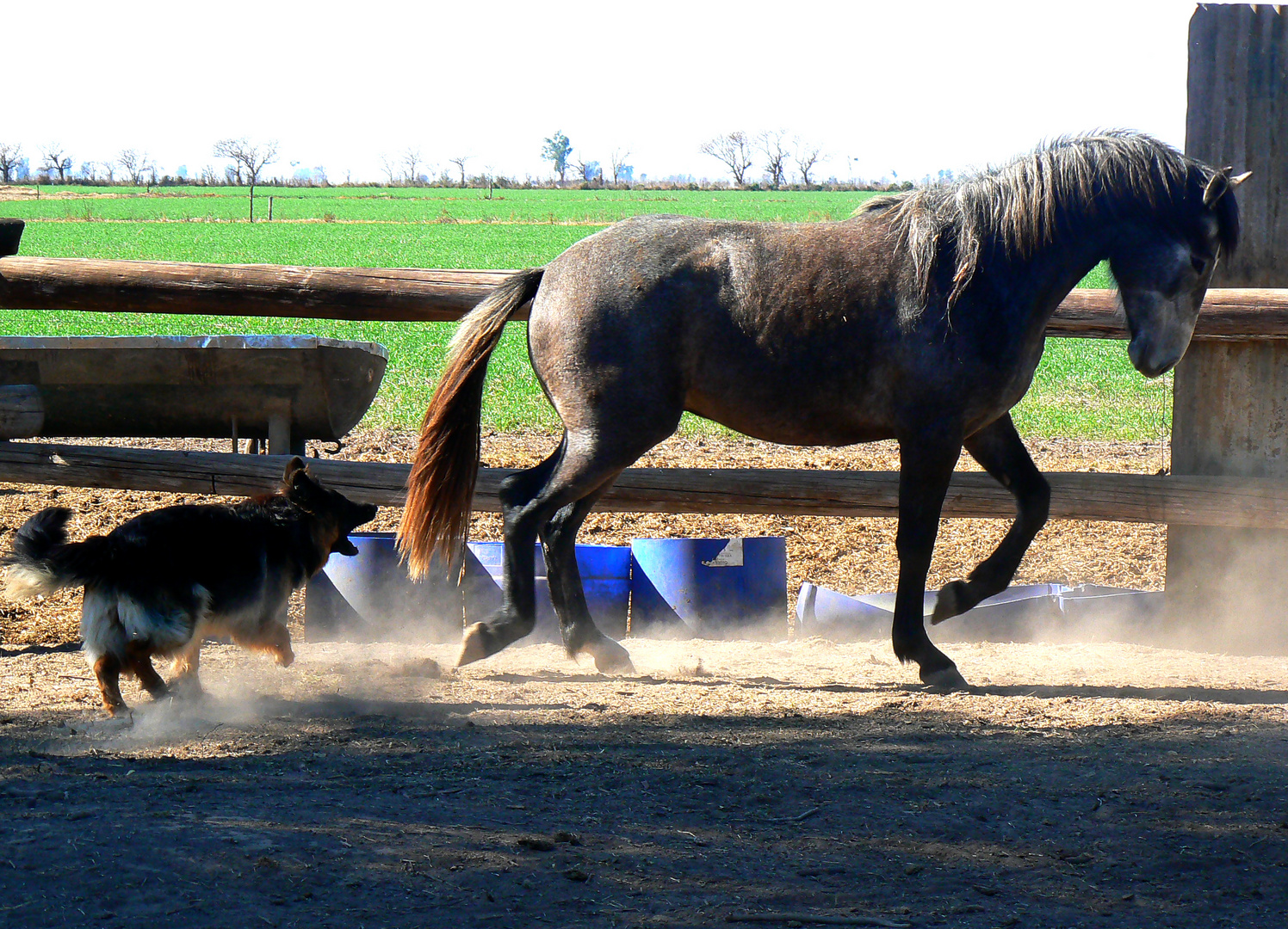 Caballo 1