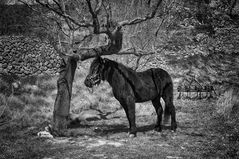 Caballo