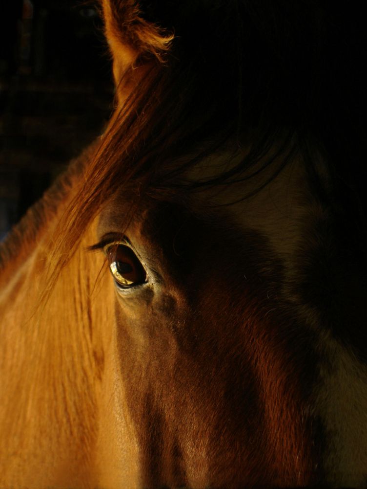 caballo 2 de Mimi Chielens 