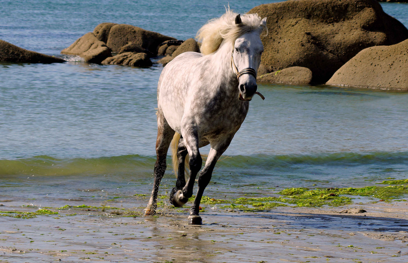 caballo