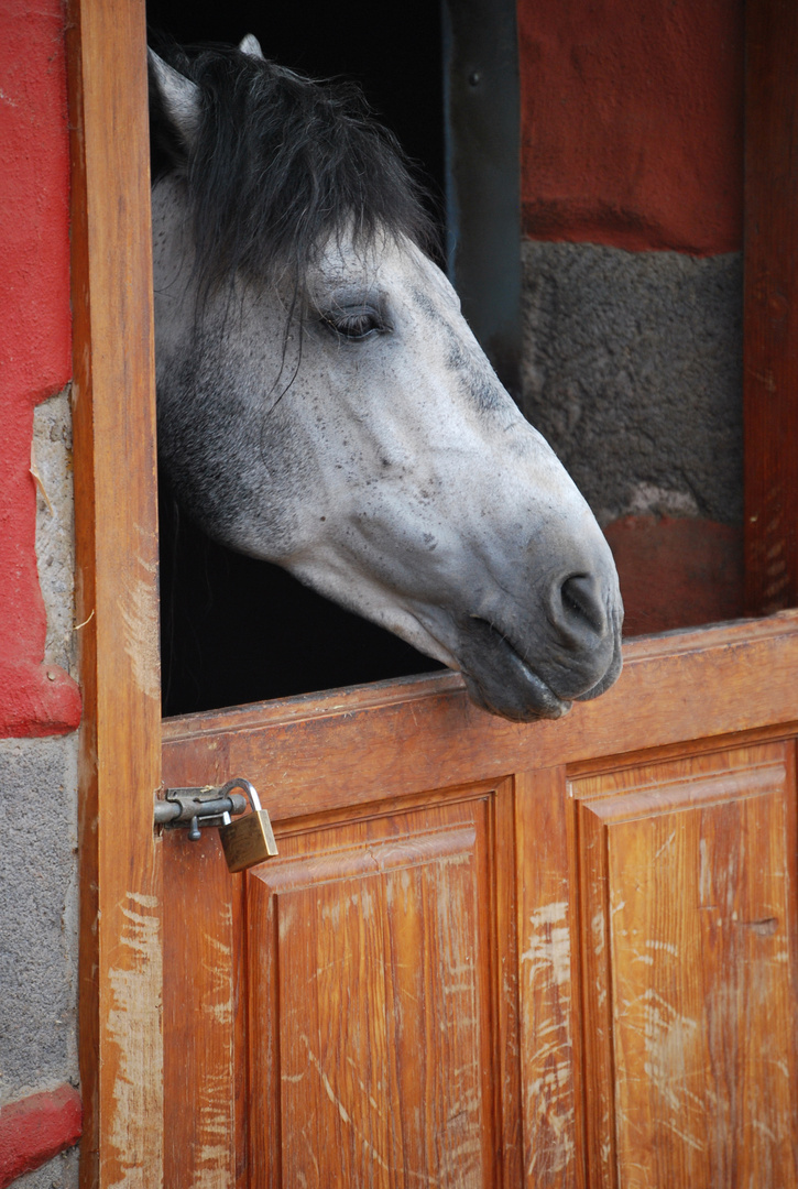 Caballo