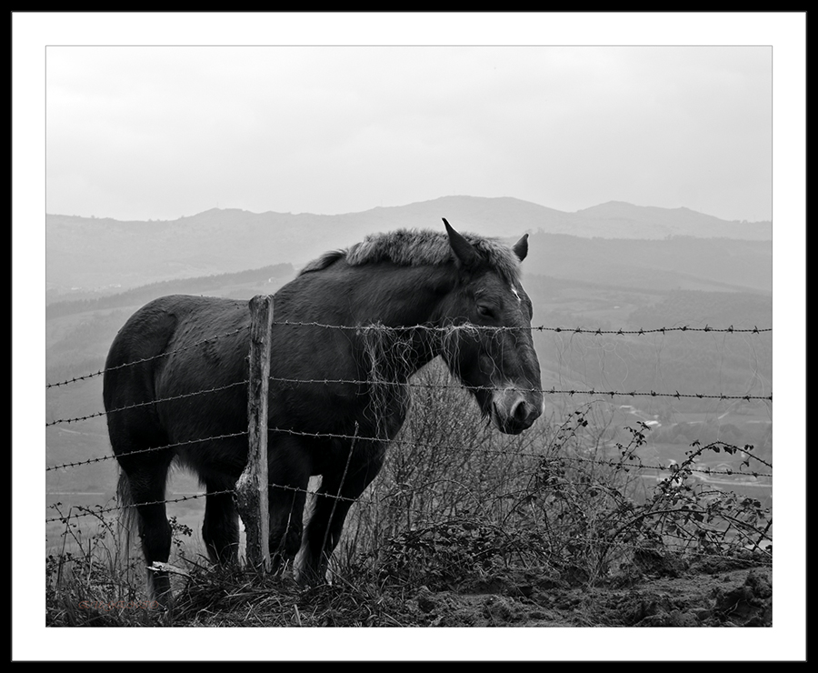 Caballo