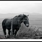 Caballo