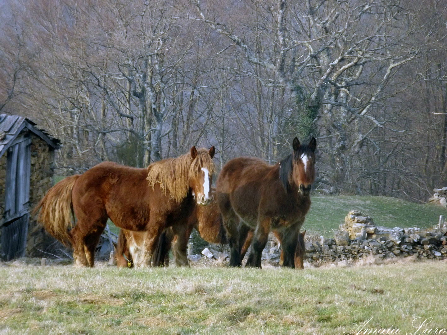 caballo