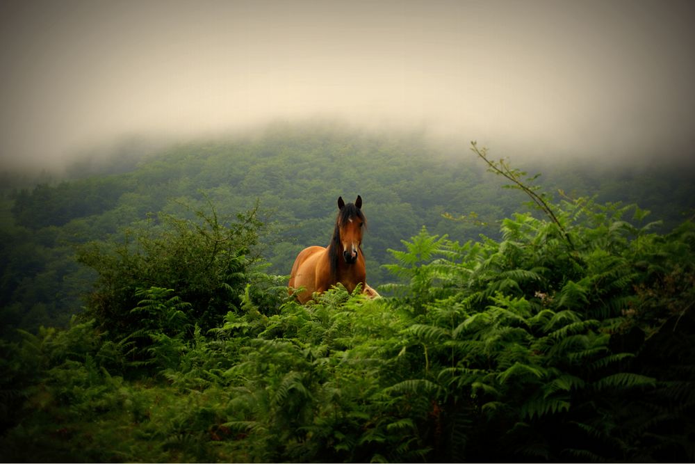 caballo de amaialuzaide 