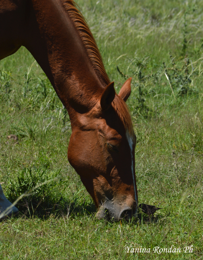 Caballo