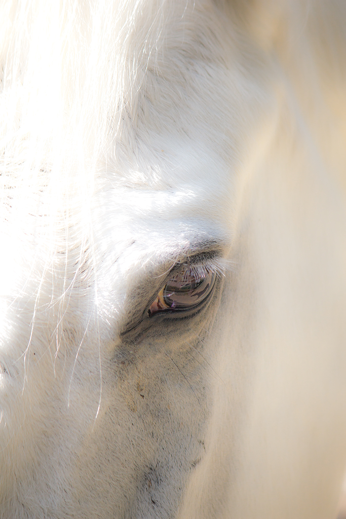 Caballo