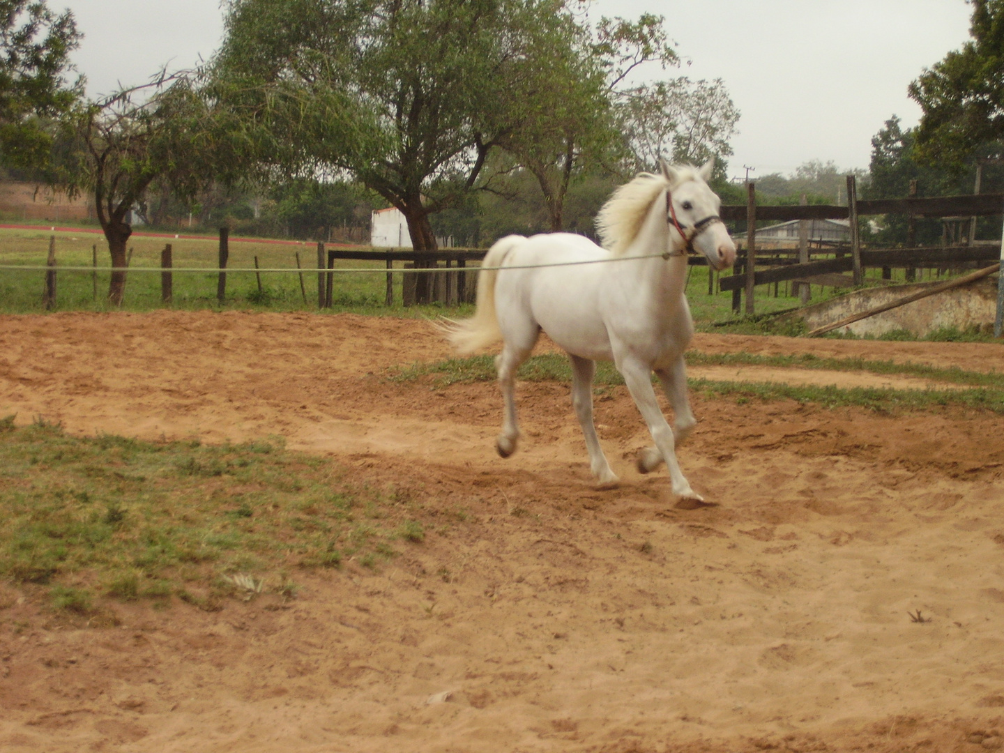 Caballo