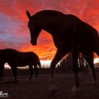 Caballo al atardecer