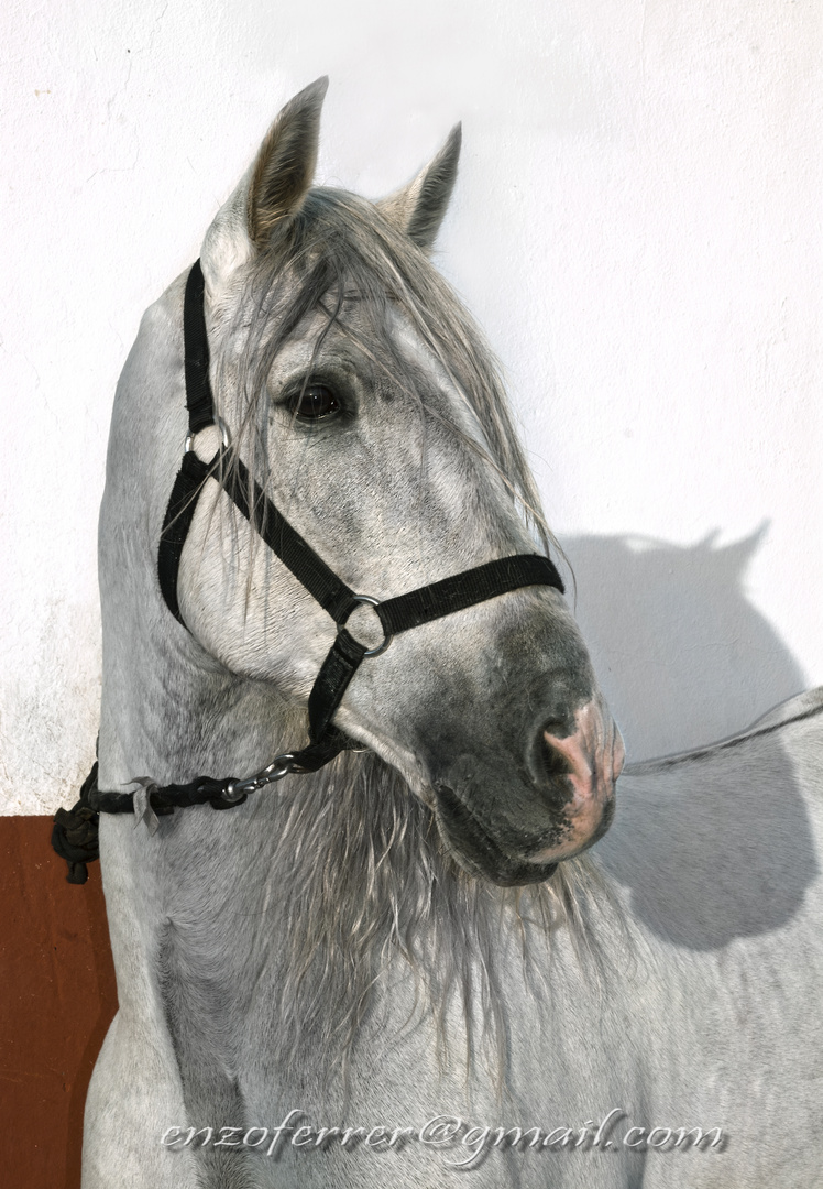 caballo Andaluz