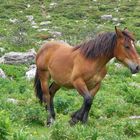 caballo Asturiano