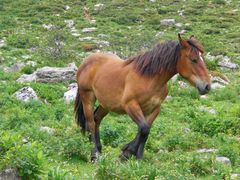 caballo Asturiano