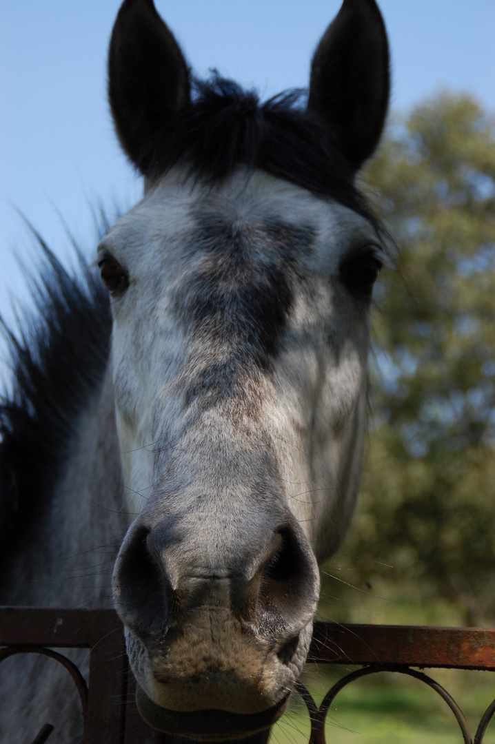 Caballo