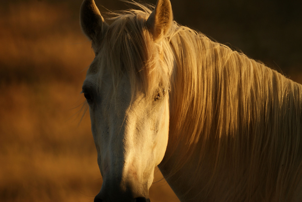 caballo blanco