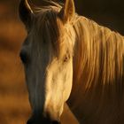 caballo blanco