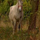 caballo blanco