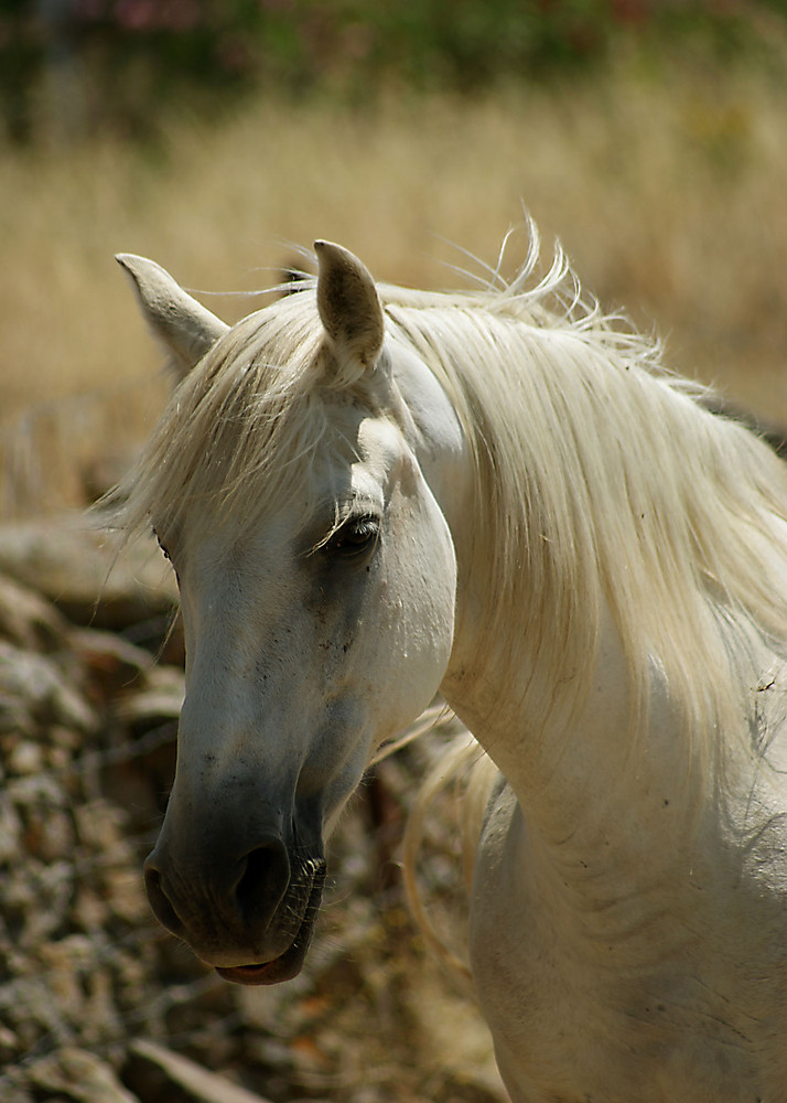 caballo blanco