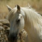 caballo blanco