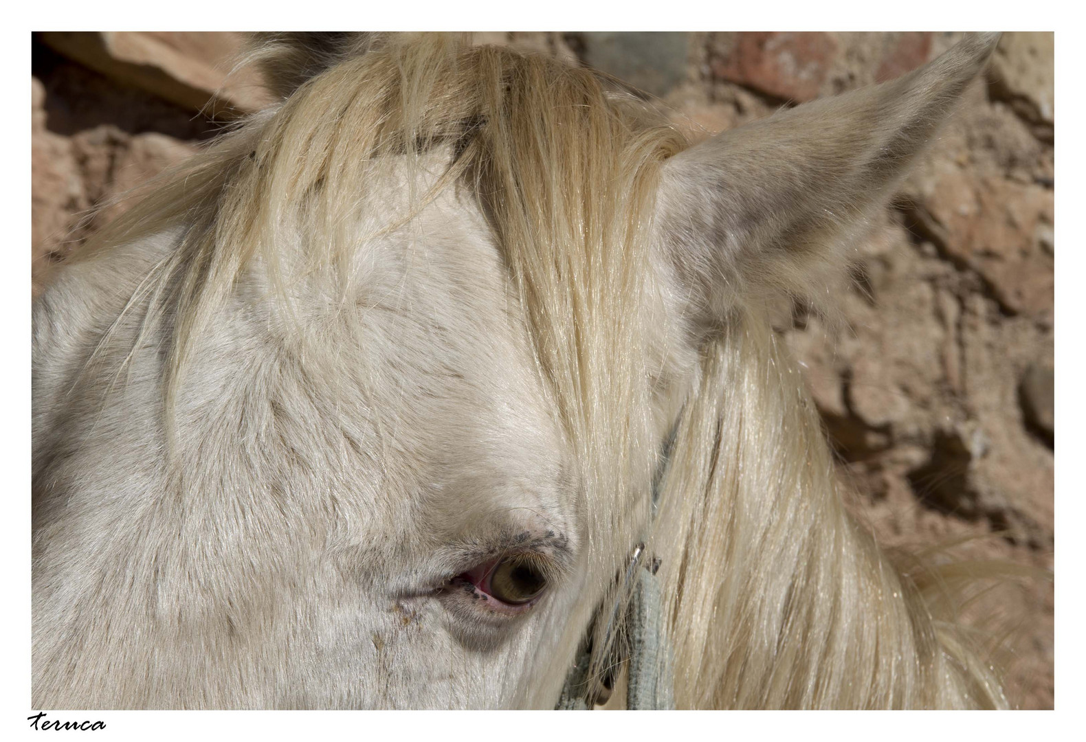 caballo blanco