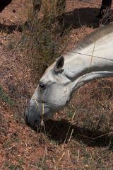 caballo blanco comiendo