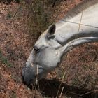 caballo blanco comiendo