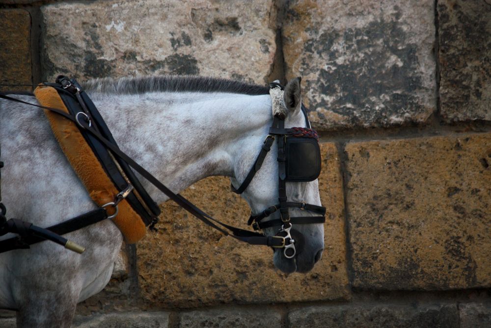 caballo blanco de santiago