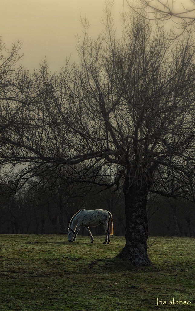 Caballo blanco